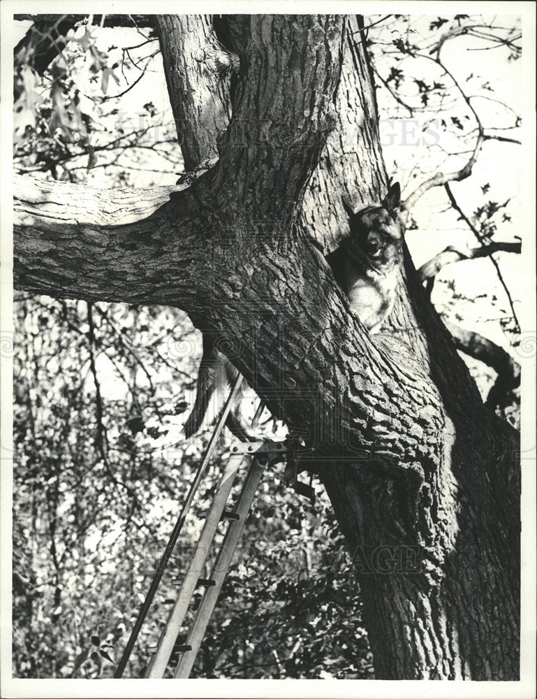 1971 Press Photo Boston Police Dog Climbs Lander Tree - Historic Images