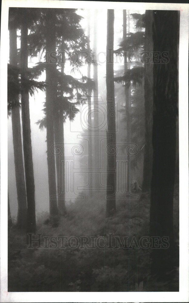Press Photo Beauty of Nature in a Forest - Historic Images