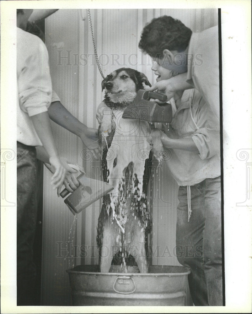 1989 Press Photo Granite State Dog Club Flea Dip - Historic Images