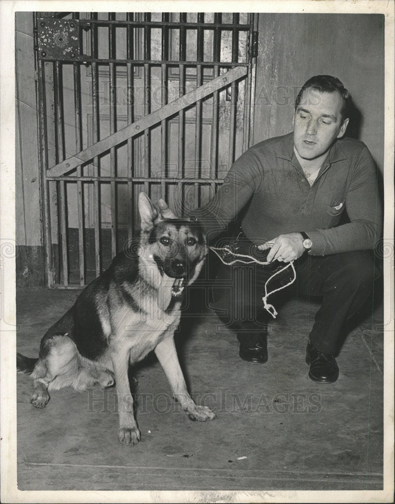 1967 Press Photo German Shepard Dog  - Historic Images