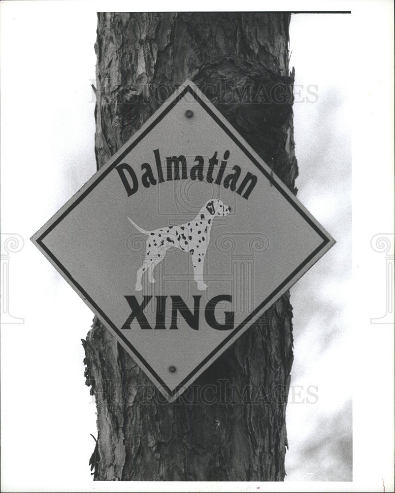 1996 Press Photo Dalmatians Dog Breed Kennels  - Historic Images