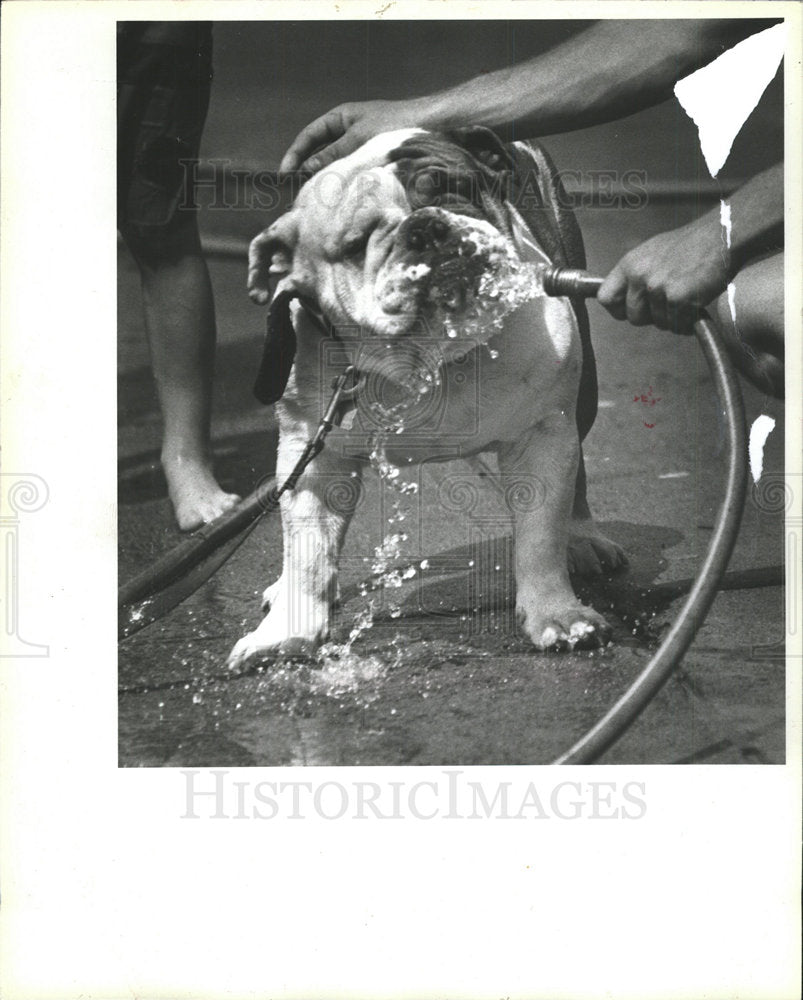 1993 Press Photo Mugsy English Bulldog  - Historic Images