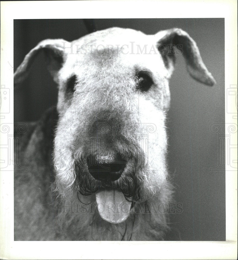 1994 Press Photo A Dog - Historic Images
