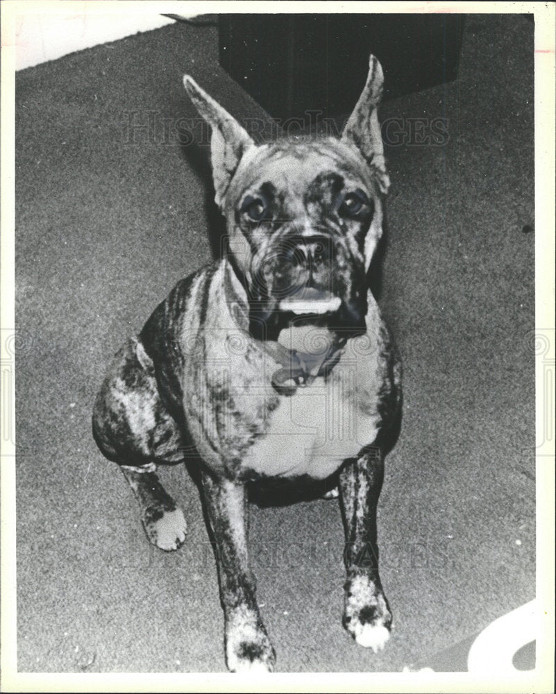 1986 Press Photo Bowie The Missing Dog - Historic Images