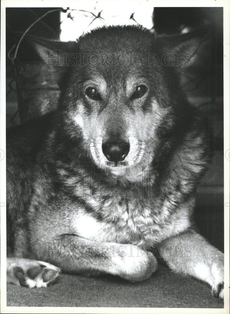 1995 Press Photo Wolf/dog Auburn Town Animal Pound - Historic Images