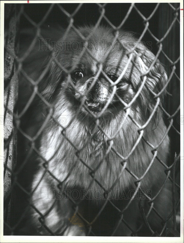 1996 Press Photo Pomeranian Attacks Girl In Dorchester - Historic Images