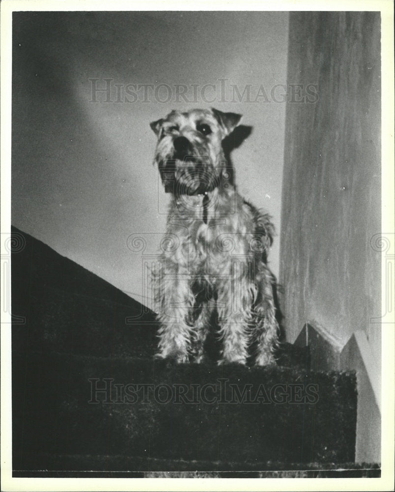 1986 Press Photo Schnauzer Breed Dog  - Historic Images