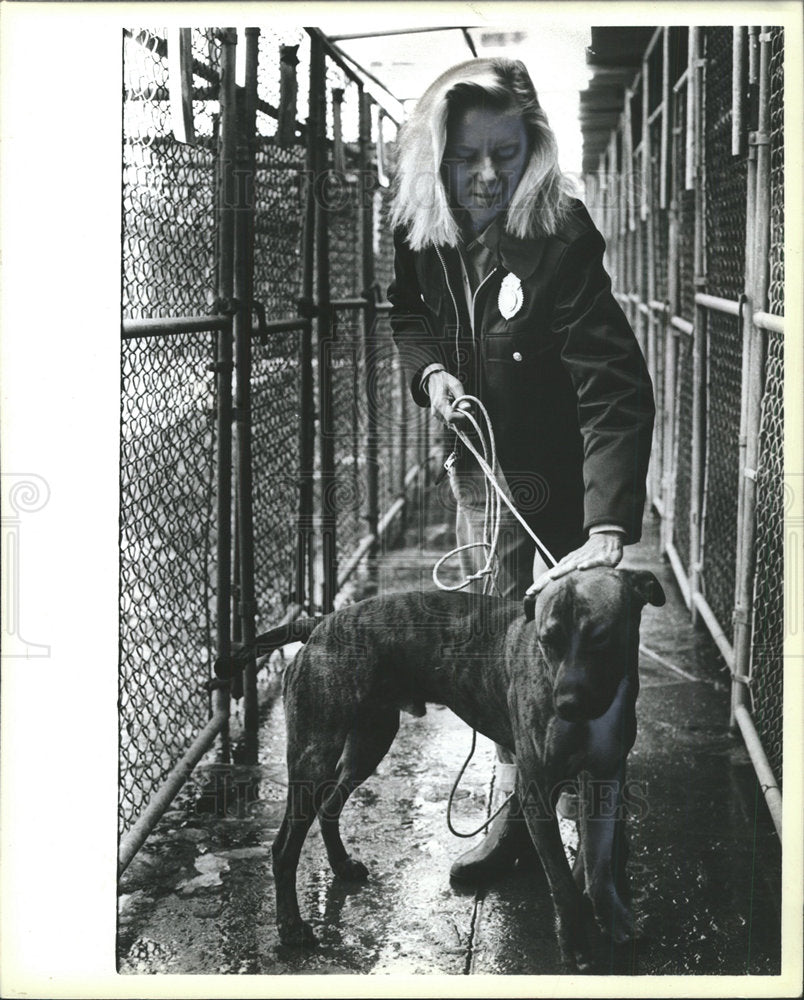 1985 Press Photo Ginger Day Pit Bull Cambridge - Historic Images