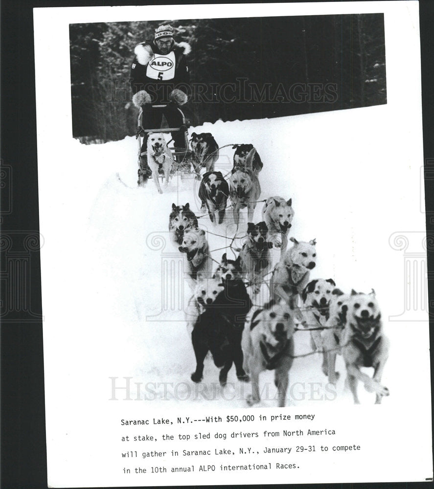 Press Photo Saranac Lake Sled Dog Racing New York - Historic Images