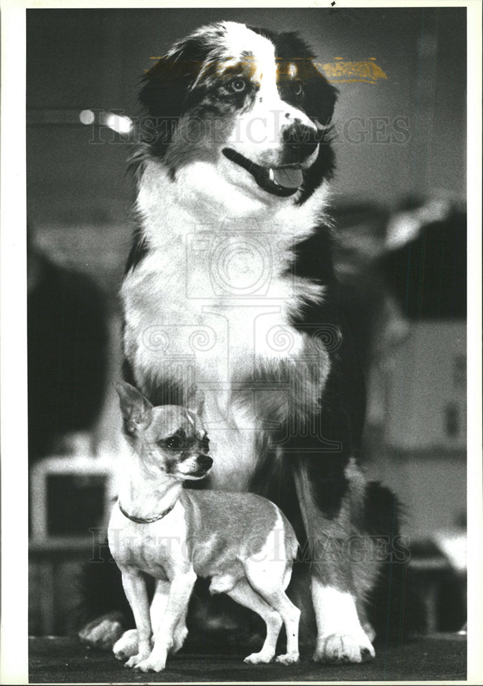 Press Photo Dogs Large Small Various Colors - Historic Images