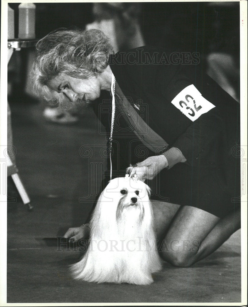 1995 Press Photo Maltese Dog Show Bayside Expo Center - Historic Images