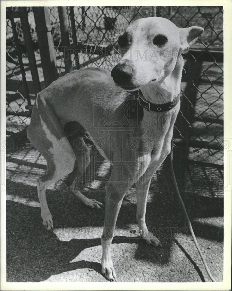 1985 Press Photo Swifty Milton Dog Pound - Historic Images