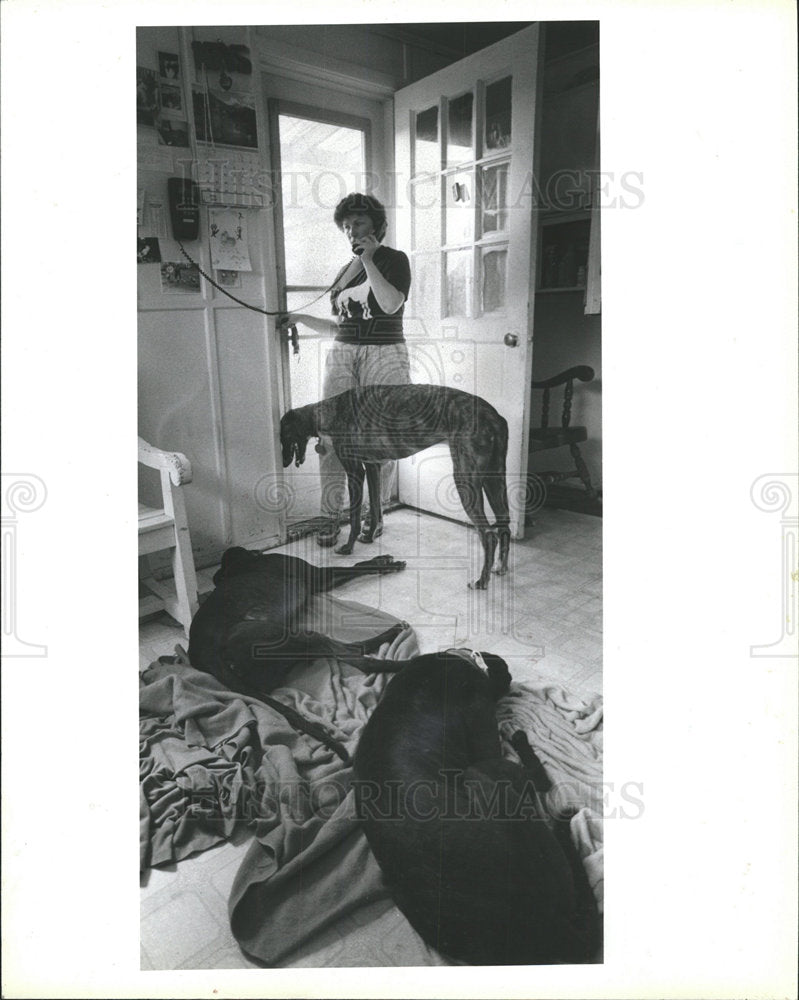 1989 Press Photo Greyhound Friends Inc Volunteer Phone - Historic Images