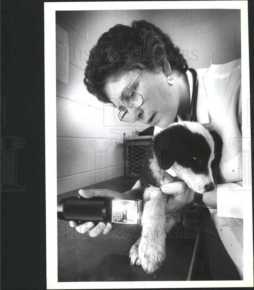 1995 Press Photo Vet Working On Injured Dog Boston - Historic Images