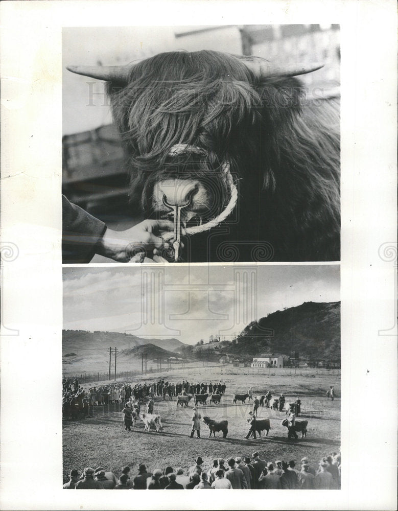 1948 Press Photo Highland Bull Scotland United Kingdom - RRY40867 - Historic Images