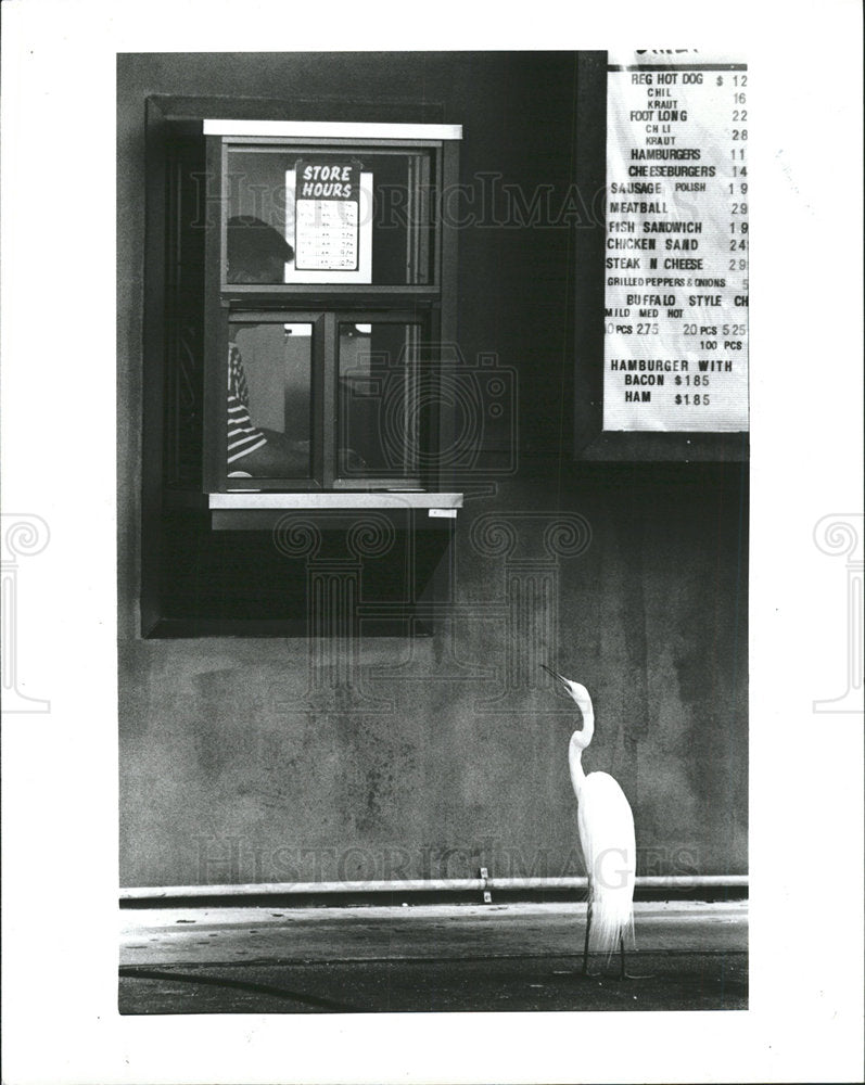 1992 Press Photo An American Egret  - Historic Images