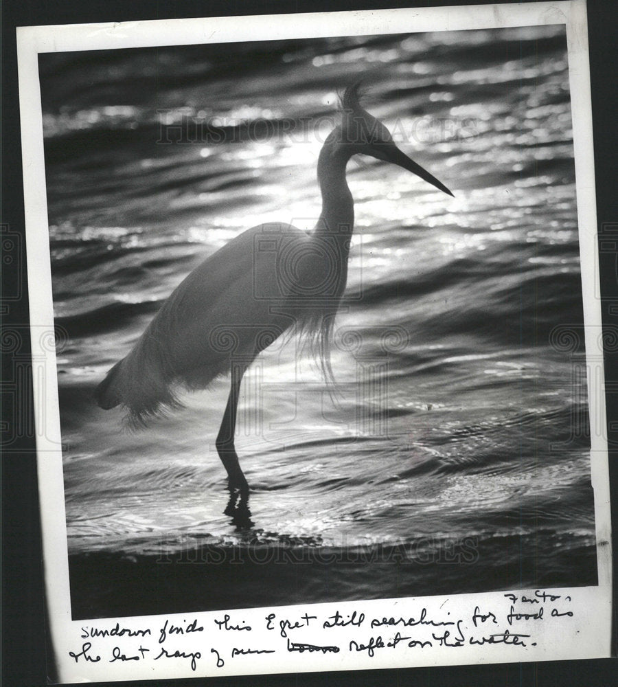 1987 Press Photo Egret Searching Food As Sunsets - Historic Images