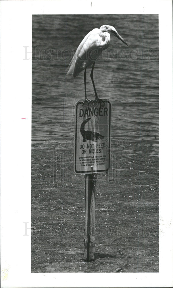 1990 Press Photo Egret - Historic Images