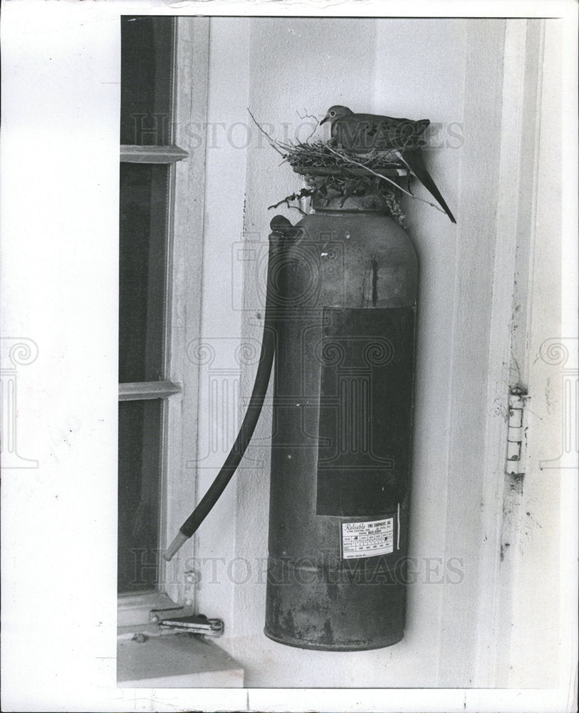 1980 Press Photo Gray Dove Called Fire Extinguisher hom - Historic Images