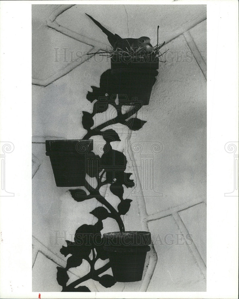 1984 Press Photo Mourning Dove Nest Planter Grandchamp - Historic Images