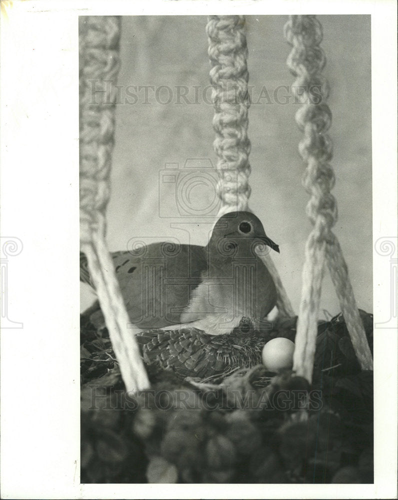 1980 Press Photo Dove Sits - Historic Images