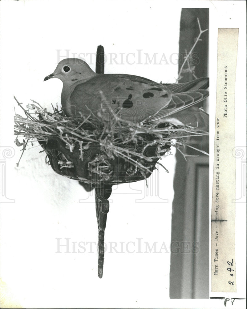 1989 Press Photo A Mourning Dove - Historic Images