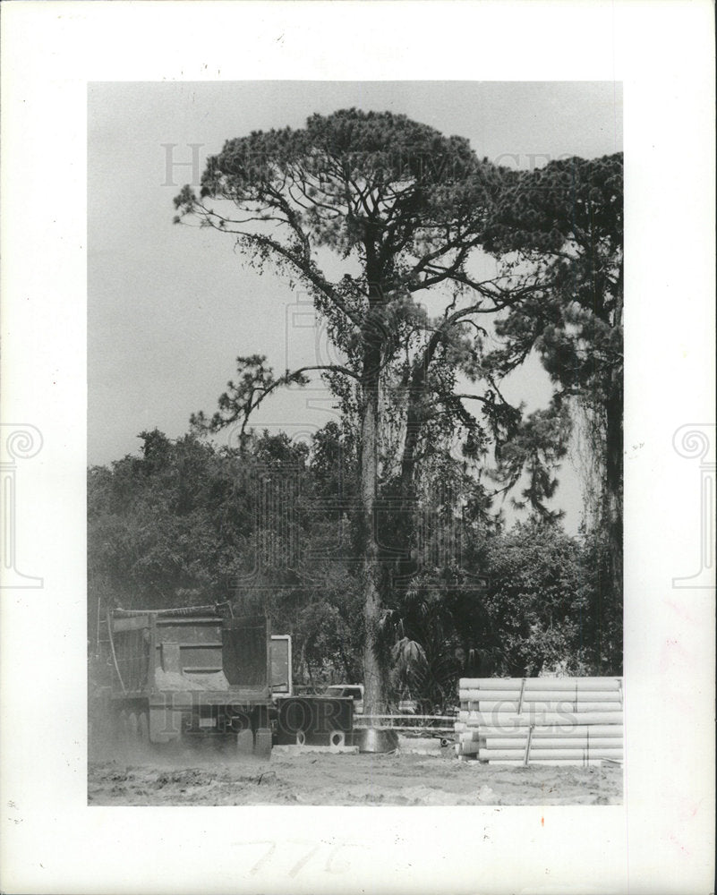 1984 Press Photo Tree Bald Eagle Nest Construction Site - Historic Images