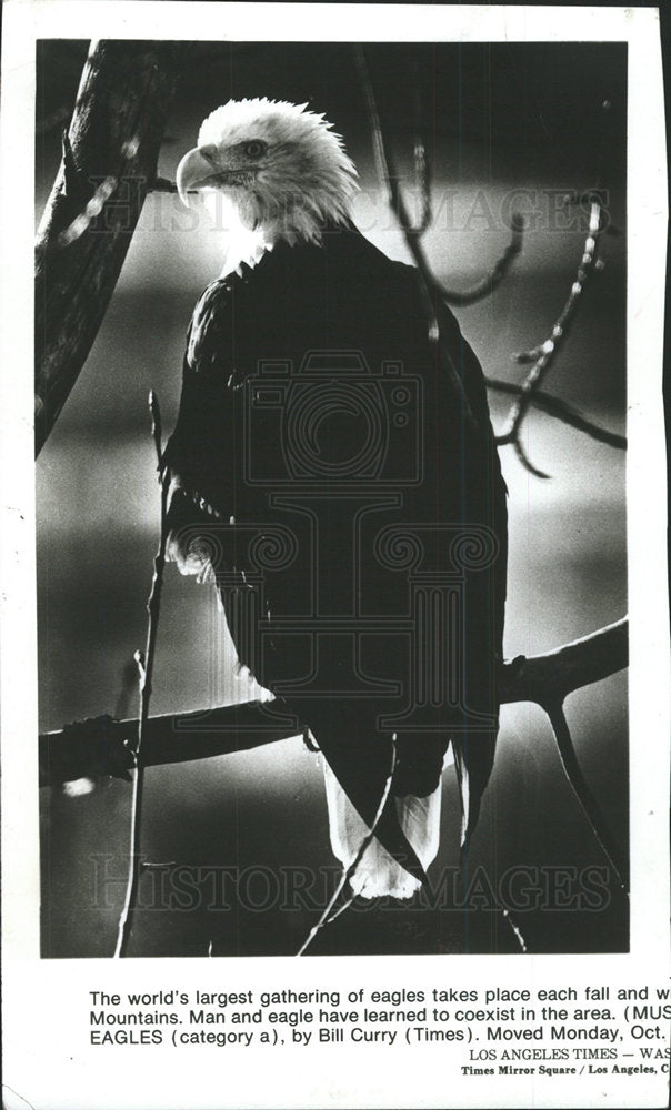 1984 Press Photo An Eagle at Bald Eagle Council Grounds - Historic Images