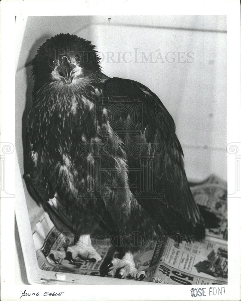 1985 Press Photo Young Bald Eagle - Historic Images