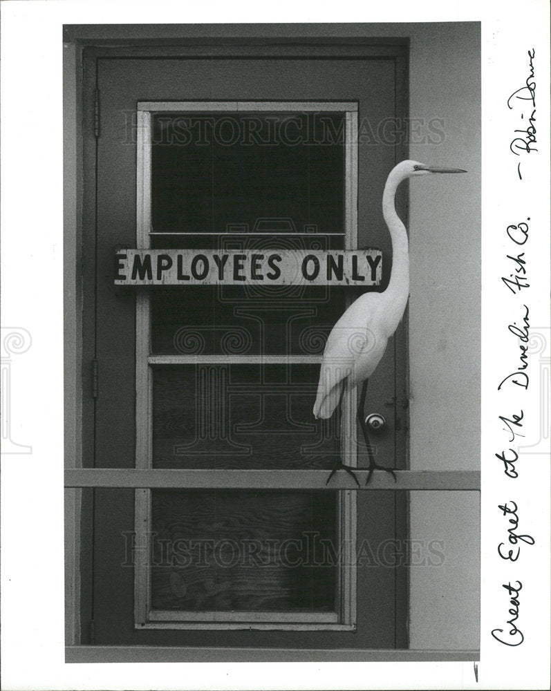 1987 Press Photo Egret Waits on Railing for Handouts - Historic Images