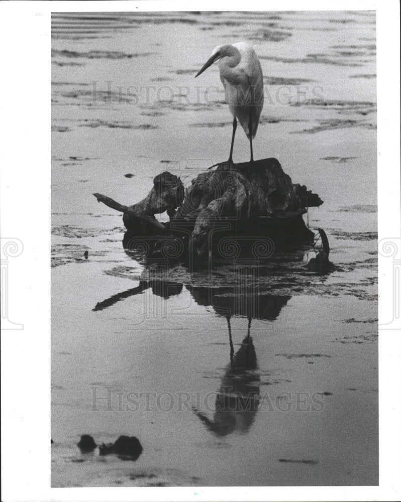 1989 Press Photo Egret Taylor Reservoir Tree Stump - Historic Images