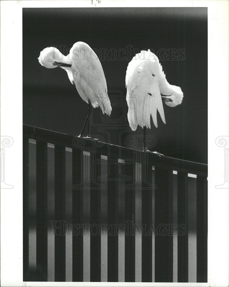 1989 Press Photo Egrets Sunset Park - Historic Images