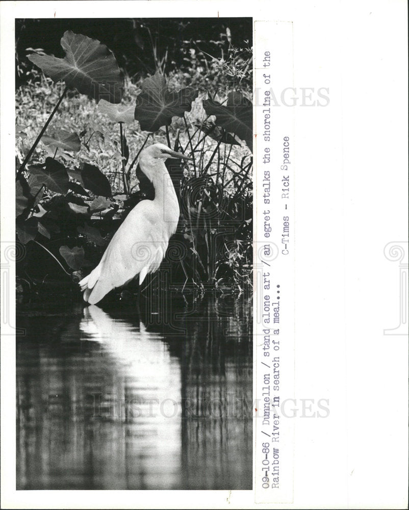 1986 Press Photo Egret Stalks Rainbow River Shoreline - Historic Images