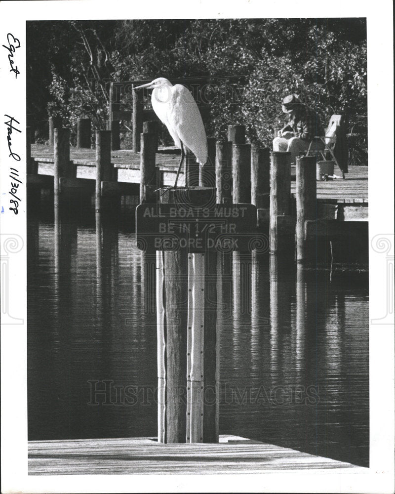 1988 Press Photo A Egret  - Historic Images