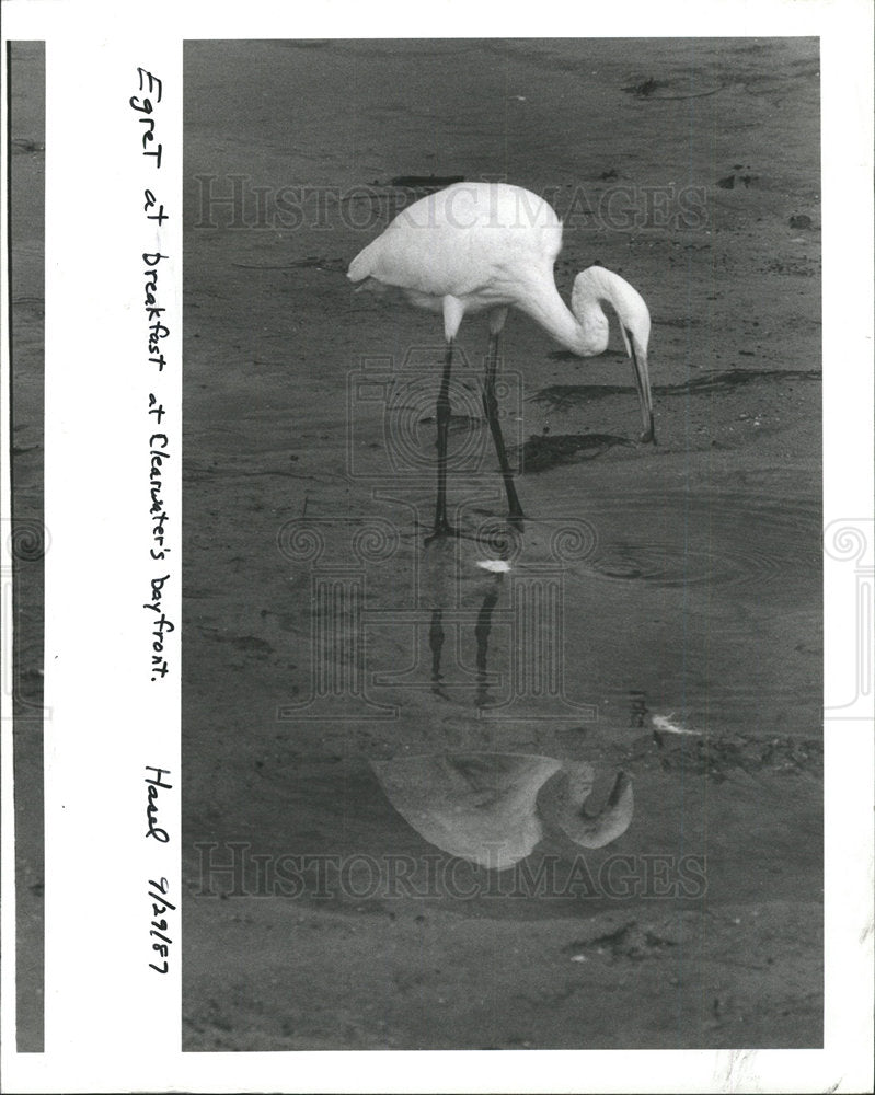1987 Press Photo Egret Searches Breakfast Memorial Caus - Historic Images