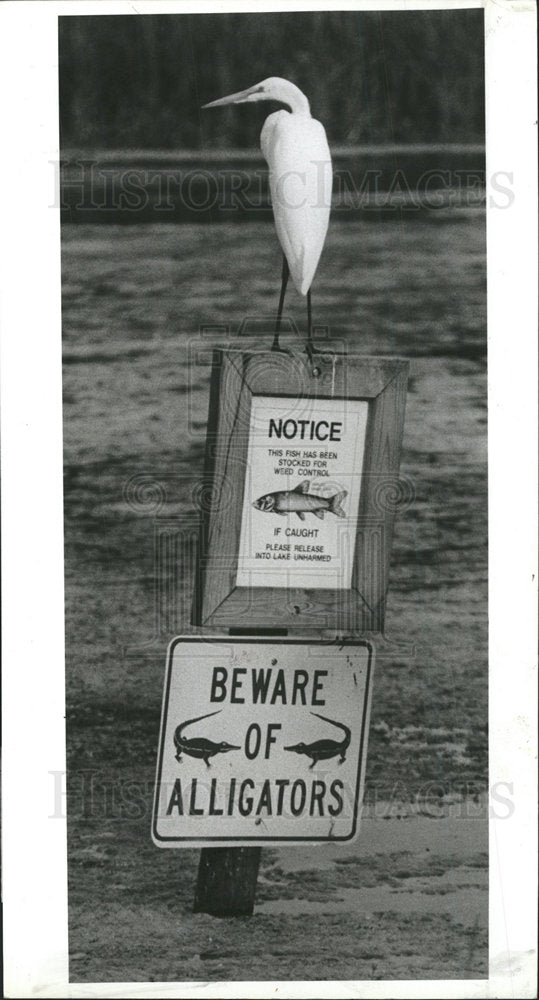 1987 Press Photo Egret Steal the Show at Lake Taylor - Historic Images