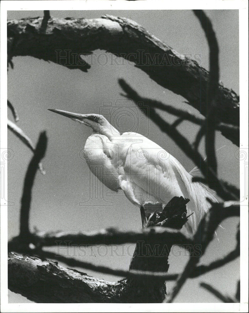 1988 Press Photo An Egret Rests on Perch Near Beach - Historic Images