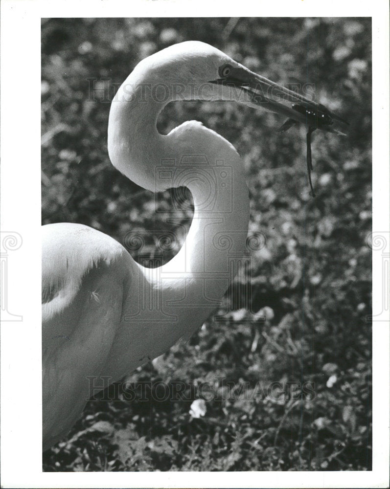 1988 Press Photo Egret John Chestnut Sr. Park - Historic Images