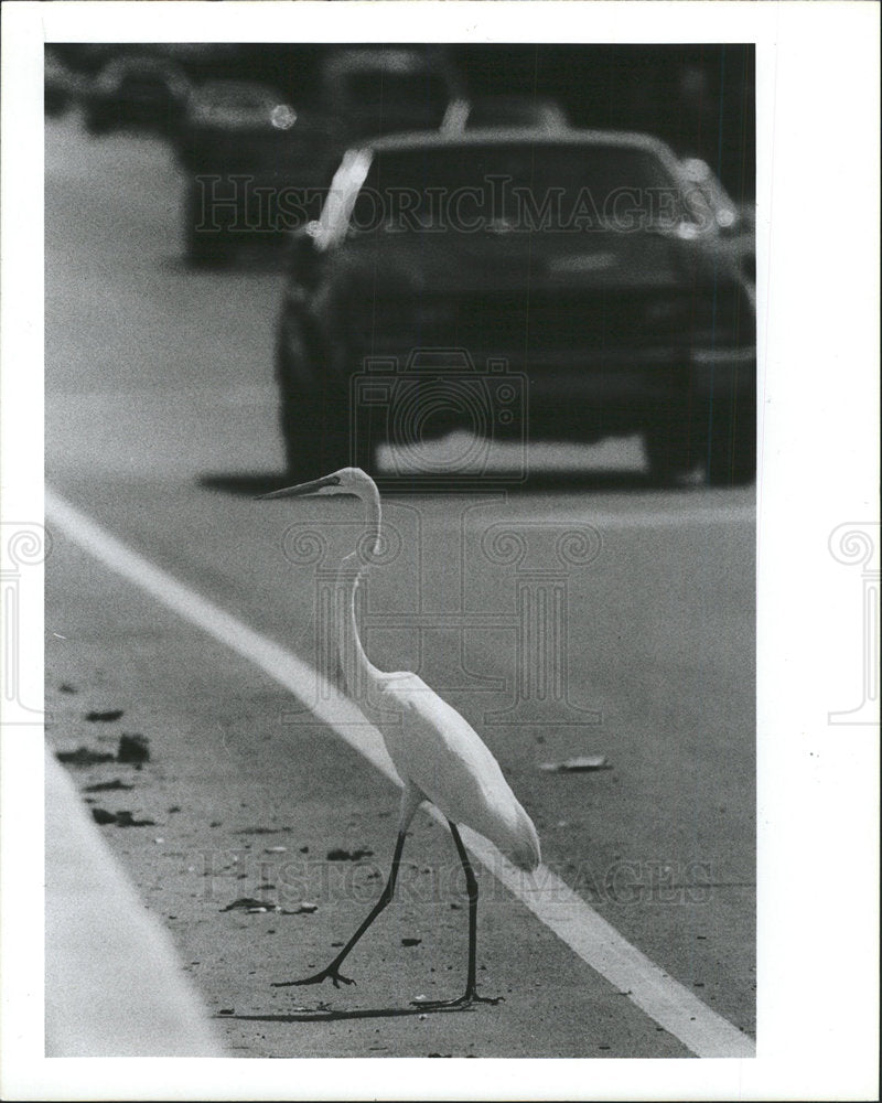 1988 Press Photo American Egret Traffic Edgewater Drive - Historic Images