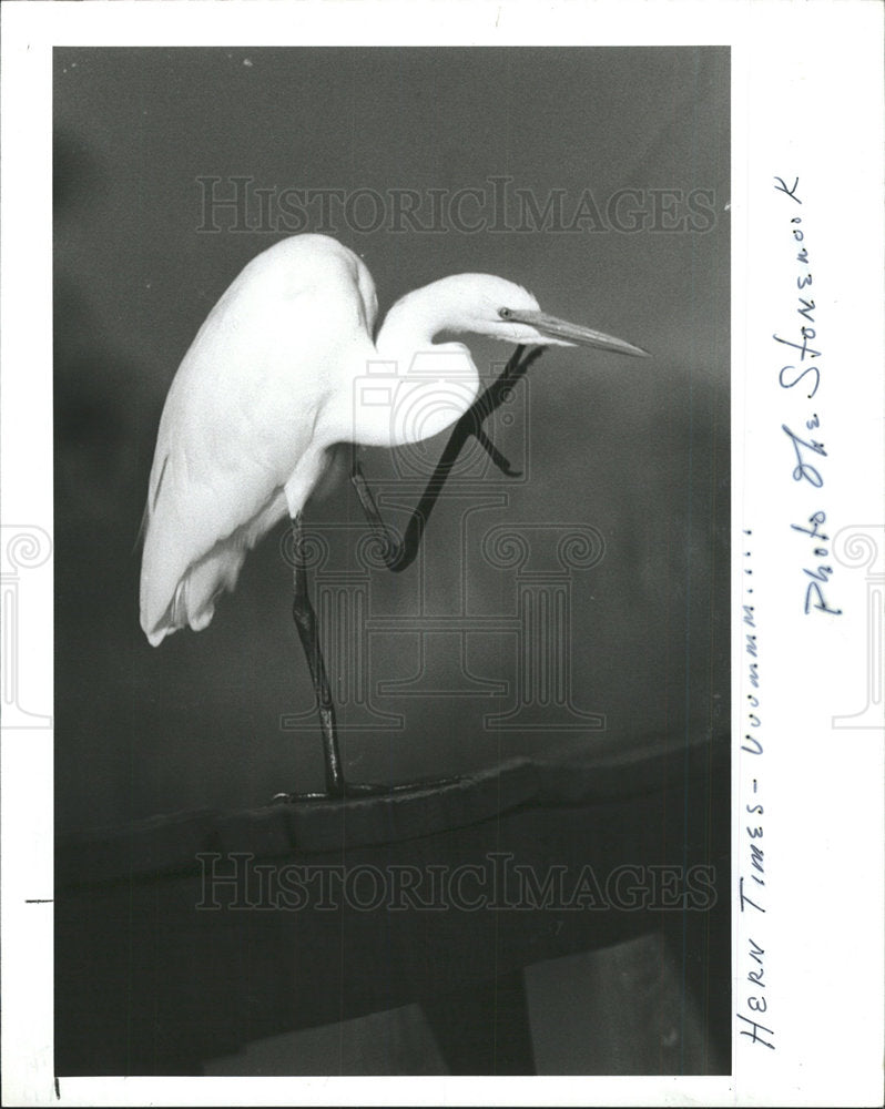 1988 Press Photo Egret Takes Breather at Pier - Historic Images