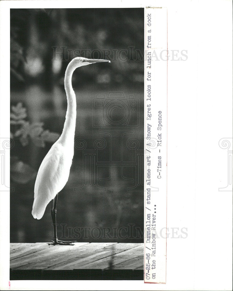 1986 Press Photo Snowy Egret On The Rainbow River - Historic Images