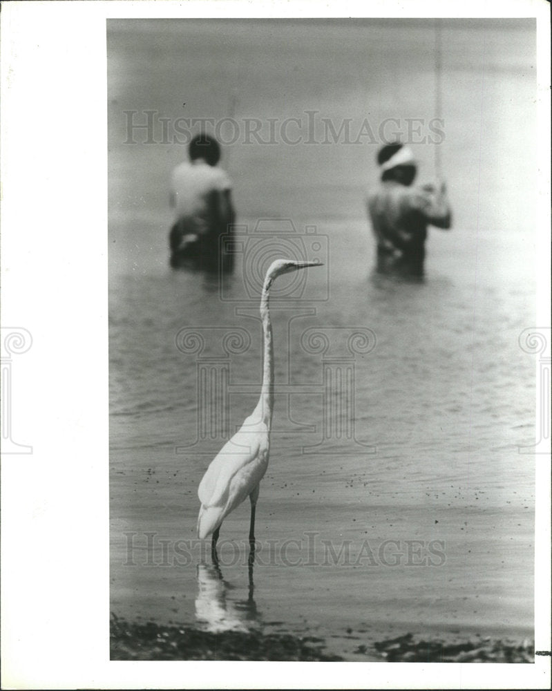 1987 Press Photo Egret watches Ed Agoto Arnel Santos  - Historic Images