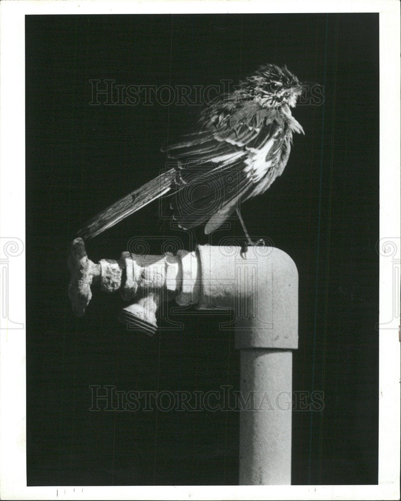 1986 Press Photo Bird Suns Ruffled Feathers after Bath - Historic Images