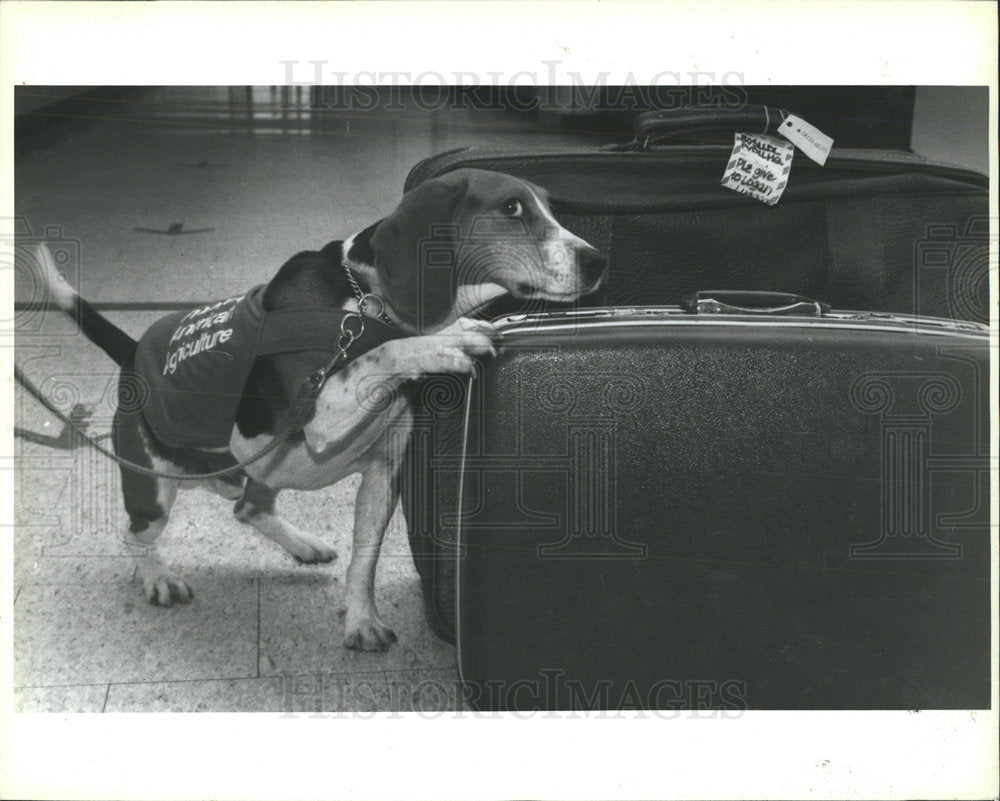 1980 Press Photo USDA Dob Max Inspect Luggage Logan - Historic Images