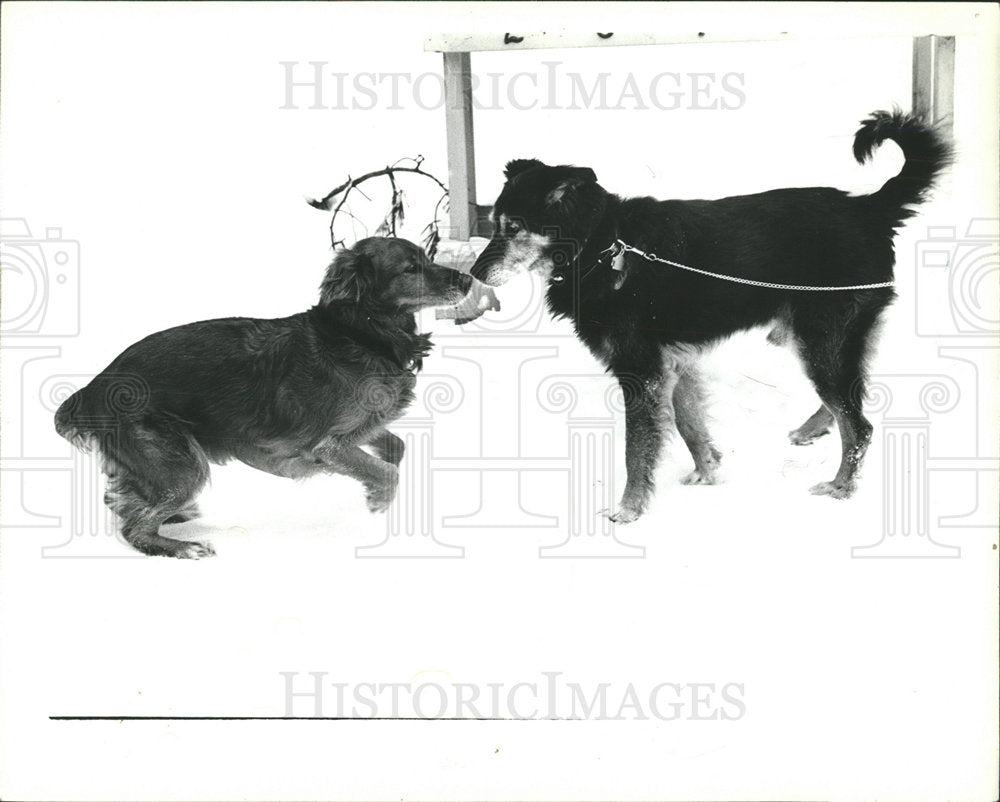 1982 Press Photo Dogs Glossy Teddy Animals  - Historic Images