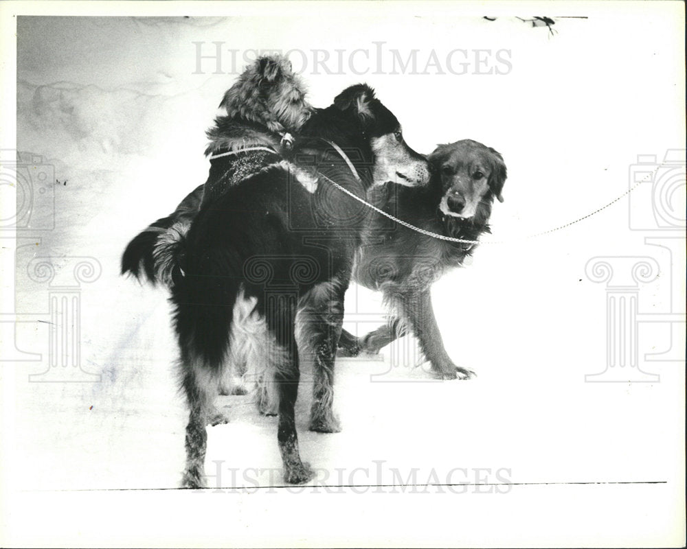 1982 Press Photo Teddy, Hobo and Glossy - Historic Images