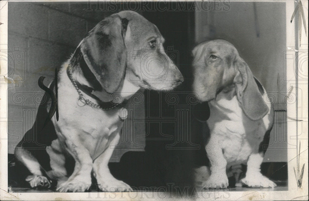 1964 Press Photo Look Alike Basset Hounds Dog Training - Historic Images