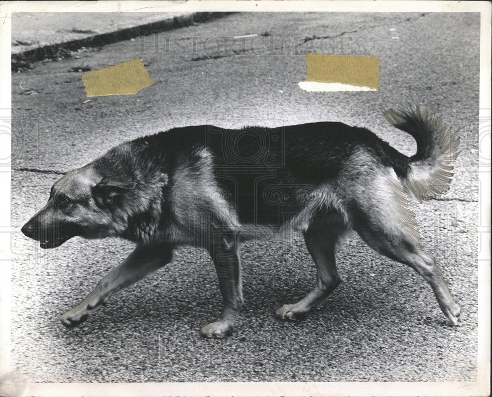 1979 Press Photo German Shepherd Dog  - Historic Images