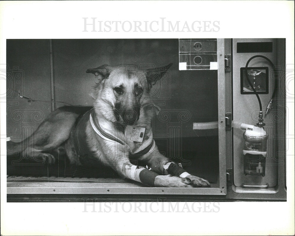 1990 Press Photo Whiskers Dog shot by Gun  - Historic Images