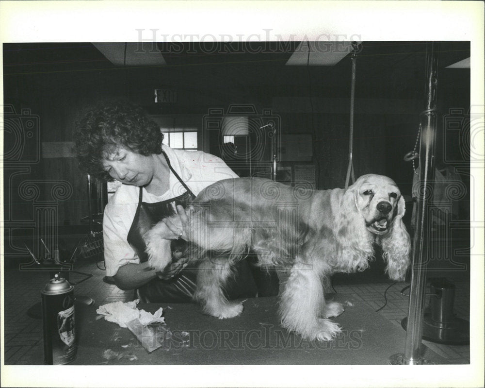 1988 Press Photo Dog Grooming Student Cocker Spaniel - Historic Images